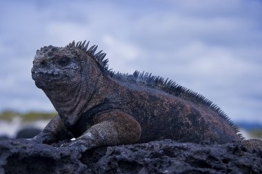 Iguana.