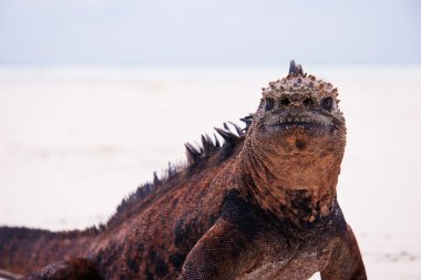 beyaz plaj deniz iguana.