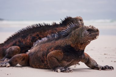 Sahilde deniz Iguanas.