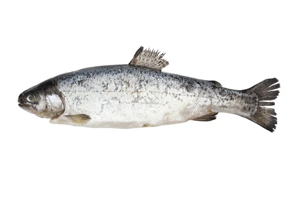 Fish isolated on white. — Stock Photo, Image