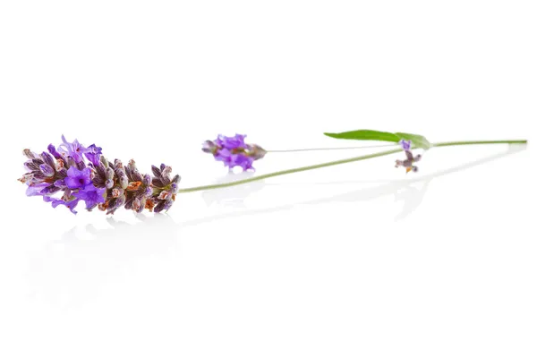 Lavendel isolerade. — Stockfoto