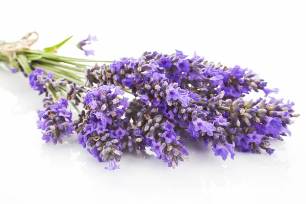 Detalhe de cacho de lavanda . — Fotografia de Stock