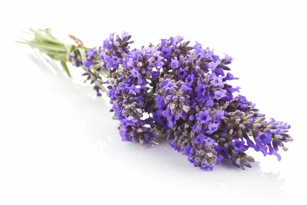Lavender bundle isolated. — Stock Photo, Image