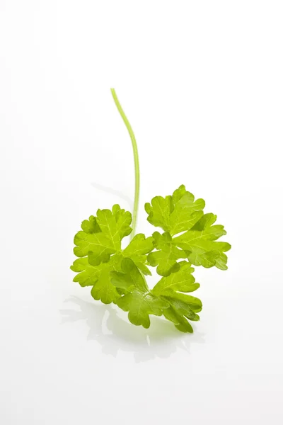 Parsley isolated. — Stock Photo, Image