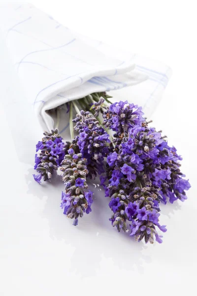Beautiful lavender background. — Stock Photo, Image