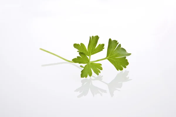 Parsley — Stock Photo, Image