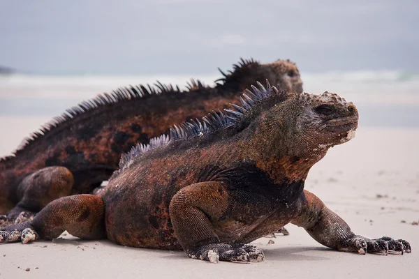 Iguane marine sulla spiaggia . — Foto Stock