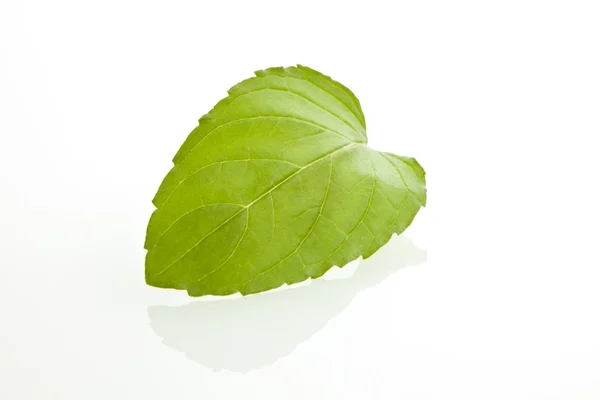 Hoja de menta — Foto de Stock