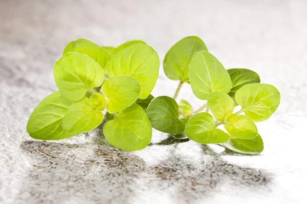 Fresh marjoram on stone background. — Stock Photo, Image