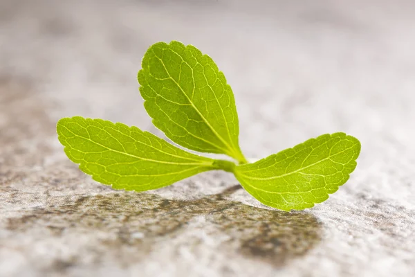 Stevia-sweetleef. — Stock Fotó