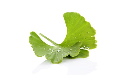 Ginkgo yaprağı çiy ile.