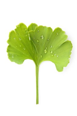 Ginkgo yaprağı çiy ile.