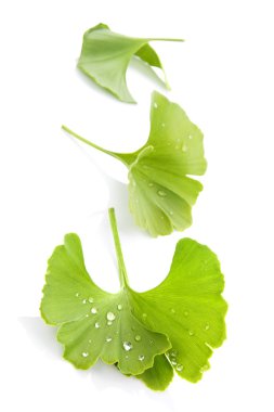 Ginkgo izole bırakır.