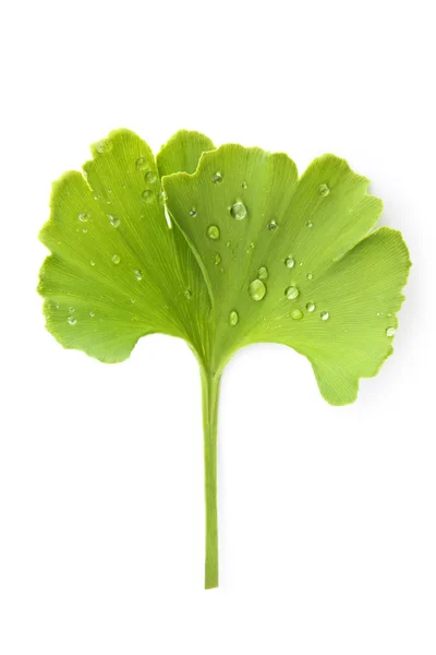 Ginkgo leaf with dew. — Stock Photo, Image