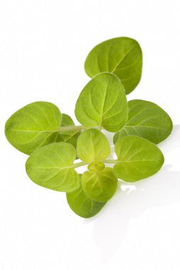 Origanum majorana