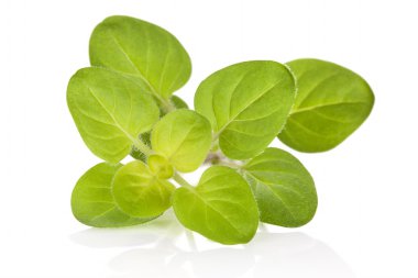 Marjoram..