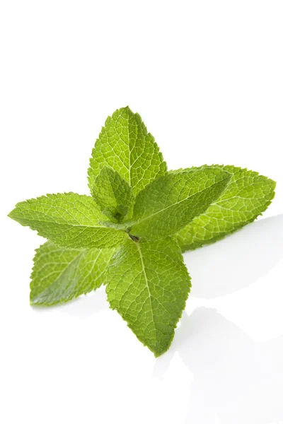 Mint leaf isolated on white. — Stock Photo, Image