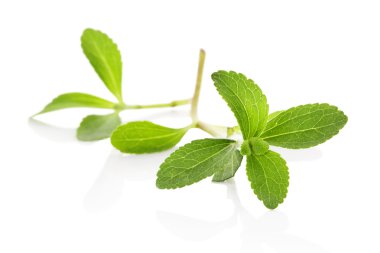 stevia sugarleaf izole.