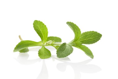 stevia üzerinde beyaz izole.
