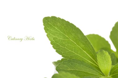 Stevia, sweetleaf.