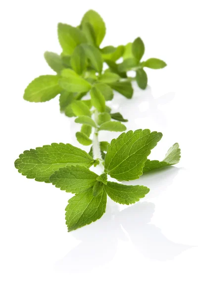 Stevia Zuckerblatt isoliert. — Stockfoto