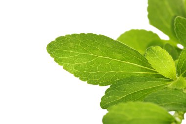 Stevia sweetleaf.