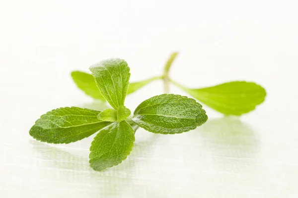 Stevia socker blad. — Stockfoto