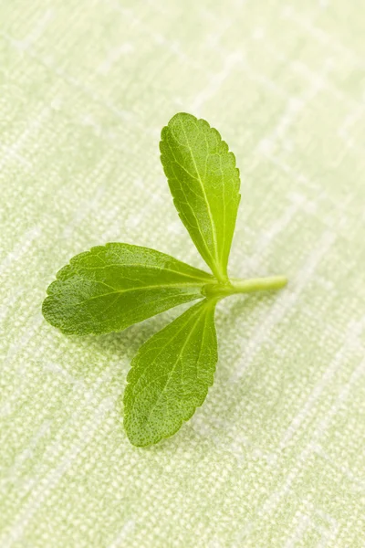 Stevia leaf. — Stock Photo, Image