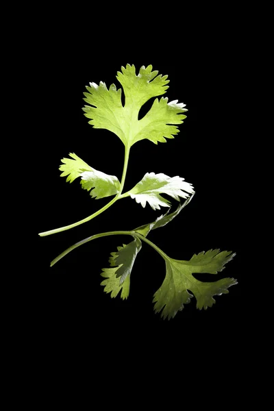 分離されたコリアンダーの葉. — ストック写真