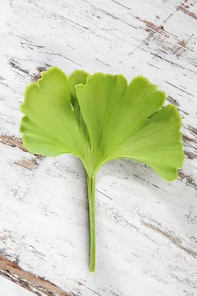 Ginkgo. — Stock Photo, Image