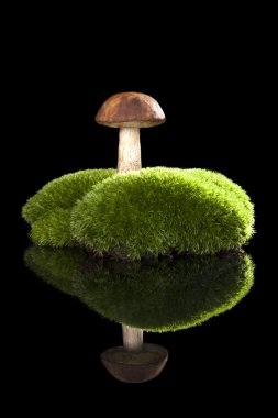 Moss üzerinde mantar.