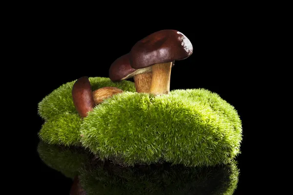 Boletus mushrooms. — Stock Photo, Image