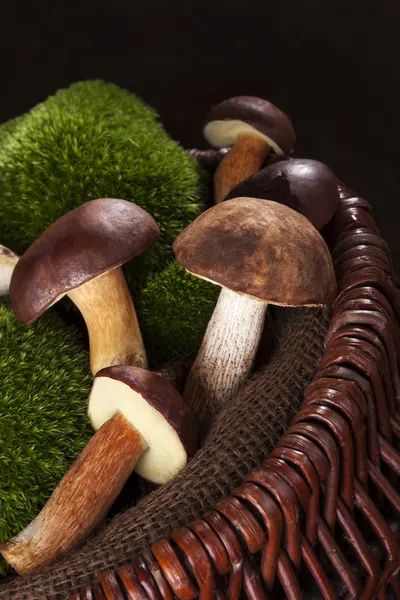 Delicious edible boletus mushrooms. — Stock Photo, Image