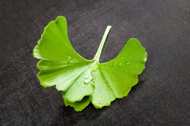 taze ginkgo.