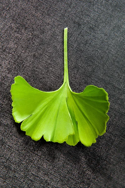 Ginkgo blad. — Stockfoto