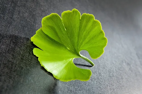 Hoja de Ginkgo . — Foto de Stock