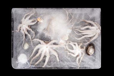 buzun içinde donmuş deniz ürünleri.