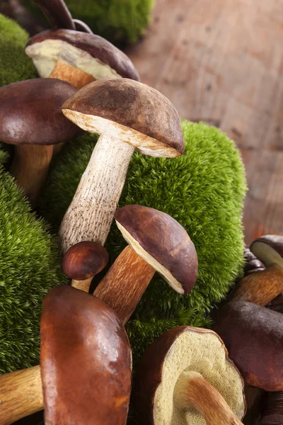Culinary edible mushrooms. — Stock Photo, Image