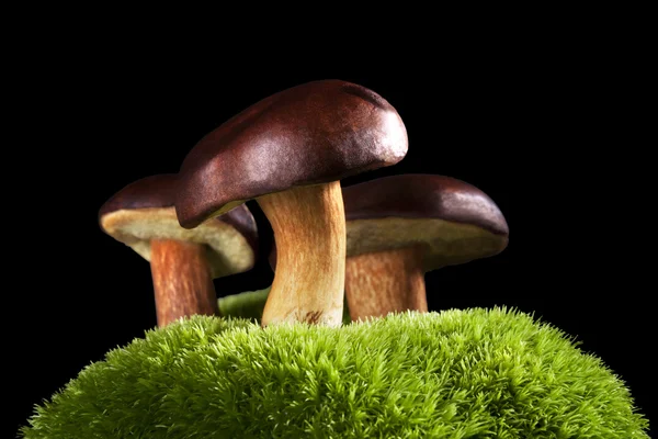 Delicious mushrooms. Seasonal concept. — Stock Photo, Image