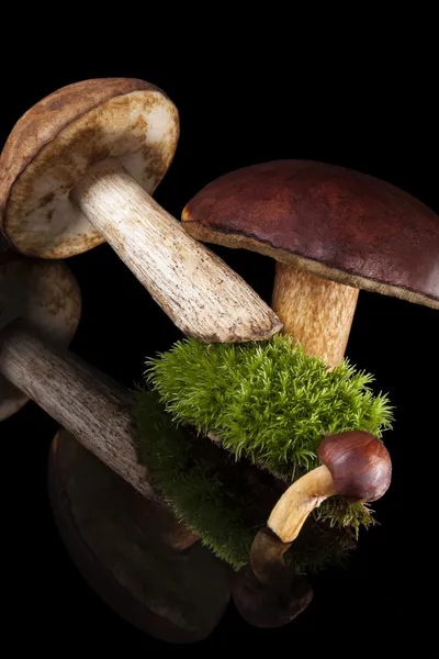 Fresh boletus mushrooms. — Stock Photo, Image