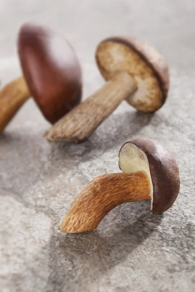 Mushroom on natural background — Stock Photo, Image