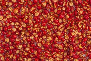 Kurutulmuş köpek gülü - Rosa Canina meyvesi arka planı. Sağlıklı doğal vitaminler.