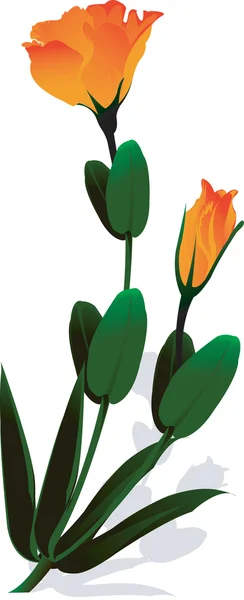 Blomma och blad — Stock vektor