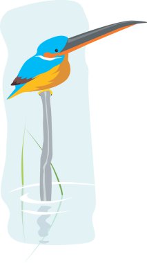 Kingfisher