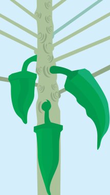 ladyfinger kök içinde