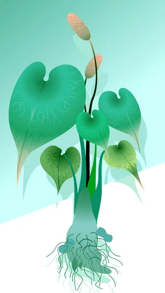 Planta de Anthurium con raíz — Archivo Imágenes Vectoriales