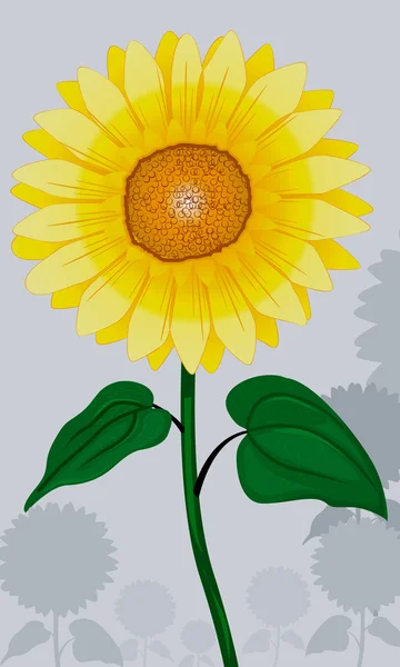 Sunflower in the plant — Stock Vector