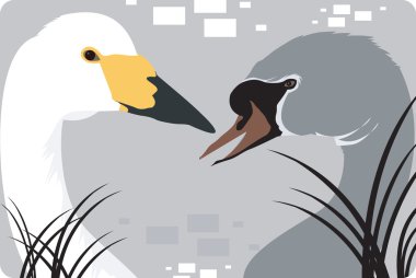 kuğuların beyaz ve gri