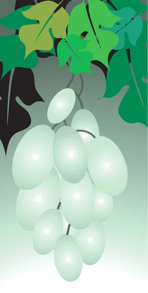 Bouquet de raisins blancs — Image vectorielle