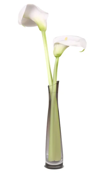 Calla... — Vetor de Stock